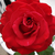 Roșu - Trandafir teahibrid - Olympiad